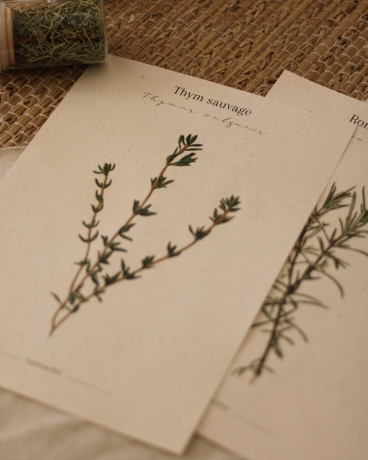 Affiche Thym sauvage