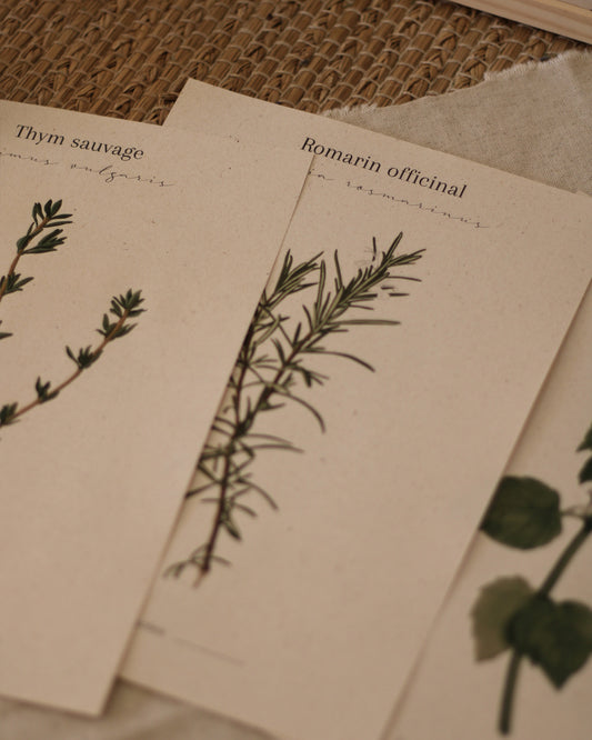 Affiche Romarin officinal