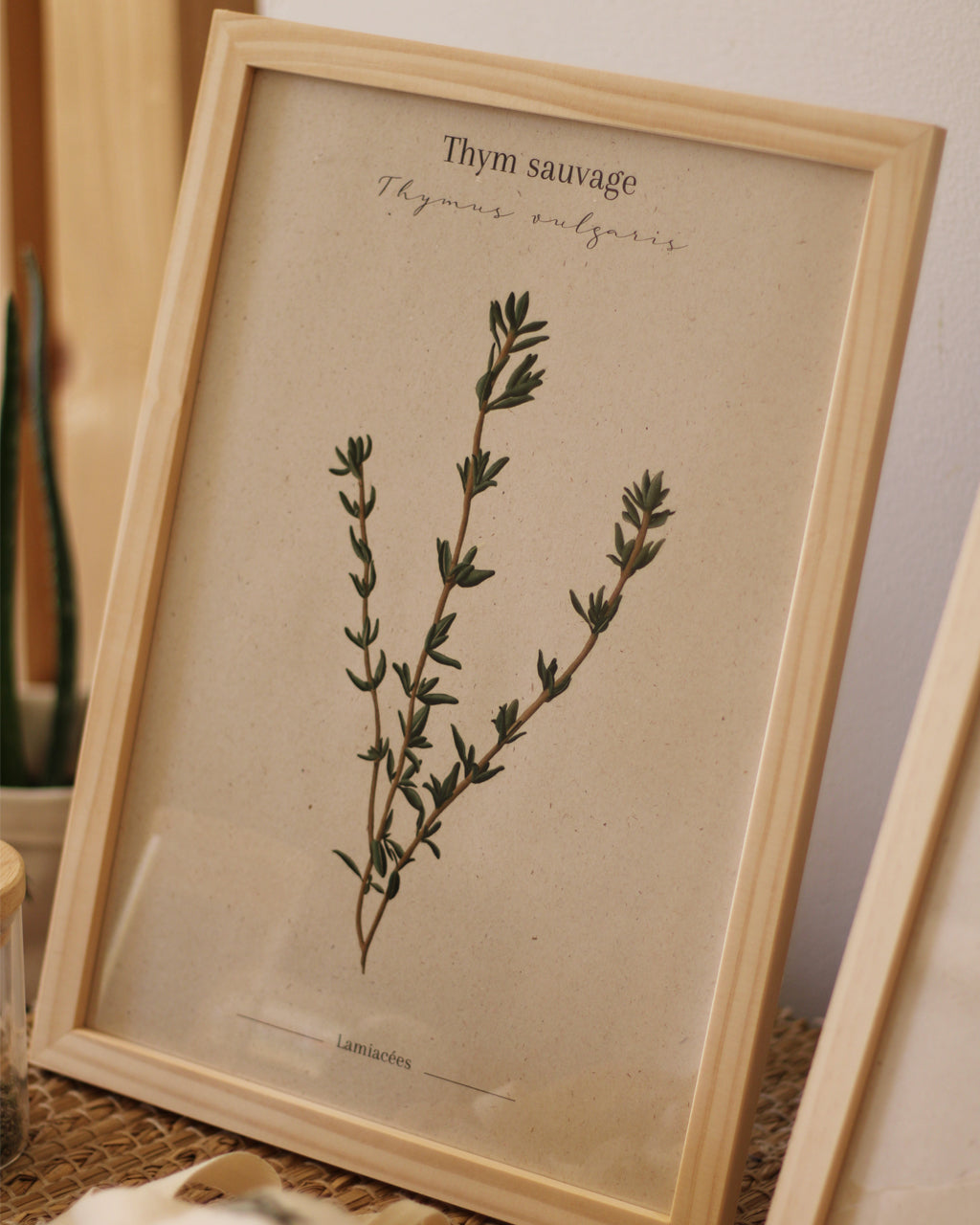 Affiche Thym sauvage