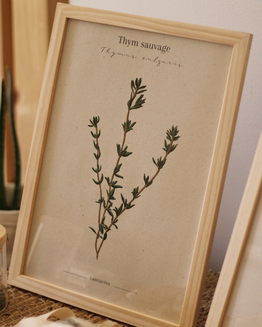 Affiche Thym sauvage