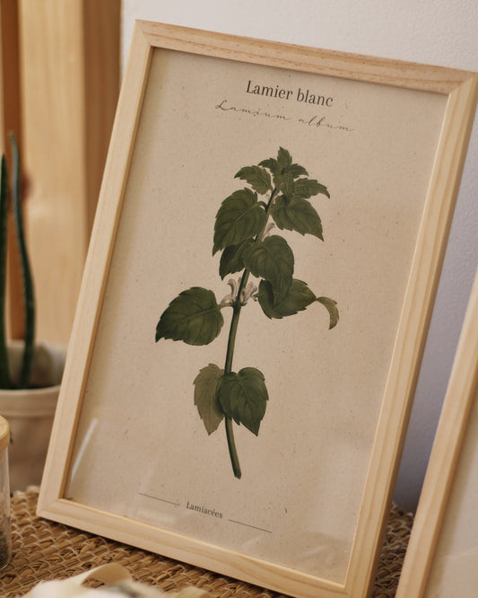 Affiche Lamier blanc