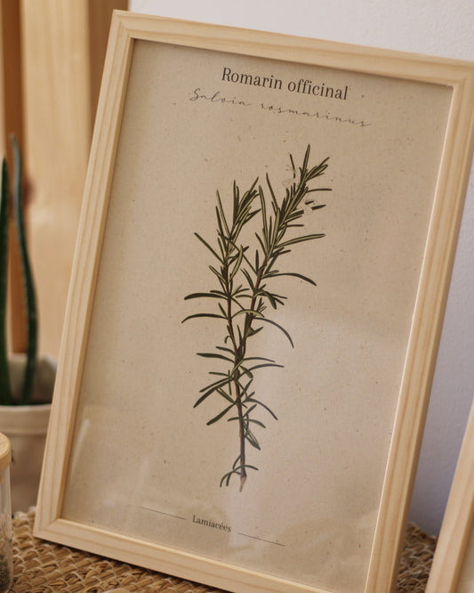 Affiche Romarin officinal
